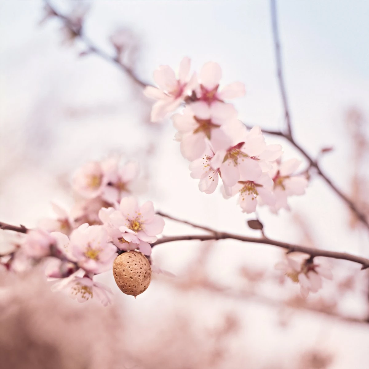 Weleda Zwangerschapsolie - Afbeelding 3